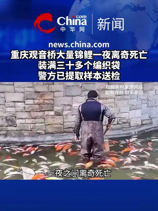 1月12日,重庆观音桥大量锦鲤一夜之间离奇死亡,死鱼被打捞装满三十多个编织袋。警方通报称: