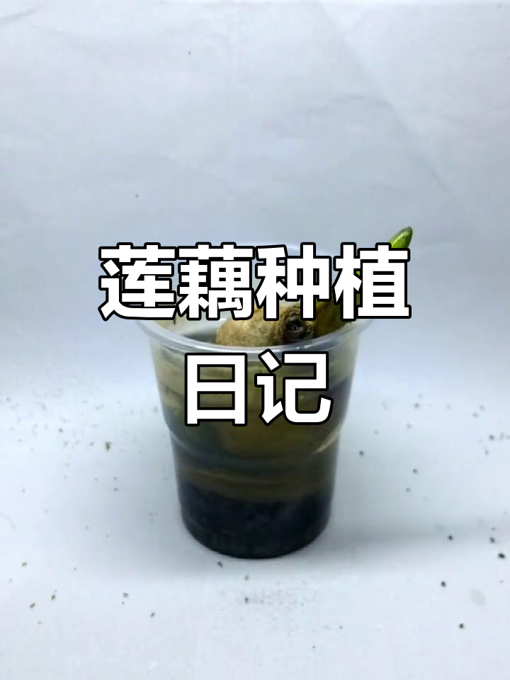 莲藕30天变化,从种子到绿植的成长过程