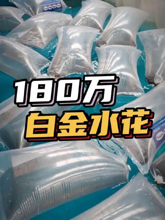 加州鲈鱼苗滞销?再搞180万白金水花看好尾批市场!