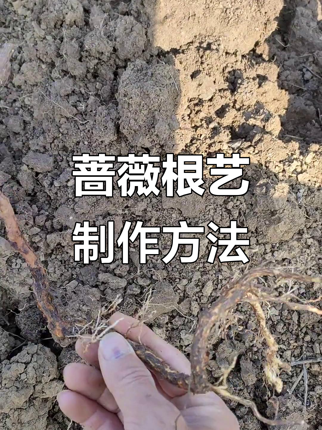 蔷薇提根根艺培养技巧,轻松打造独特盆景造型