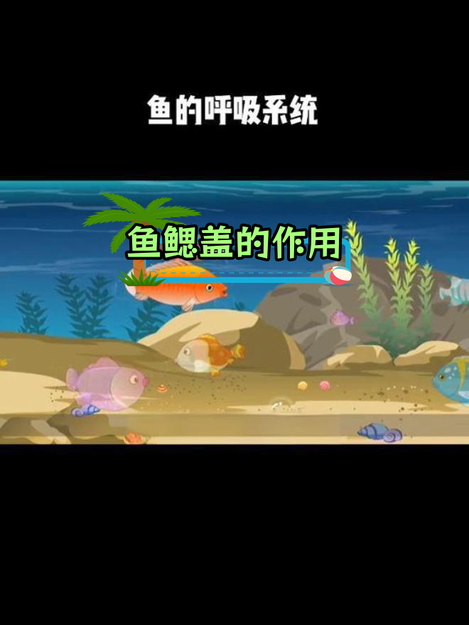 鱼鳃盖的功能与结构