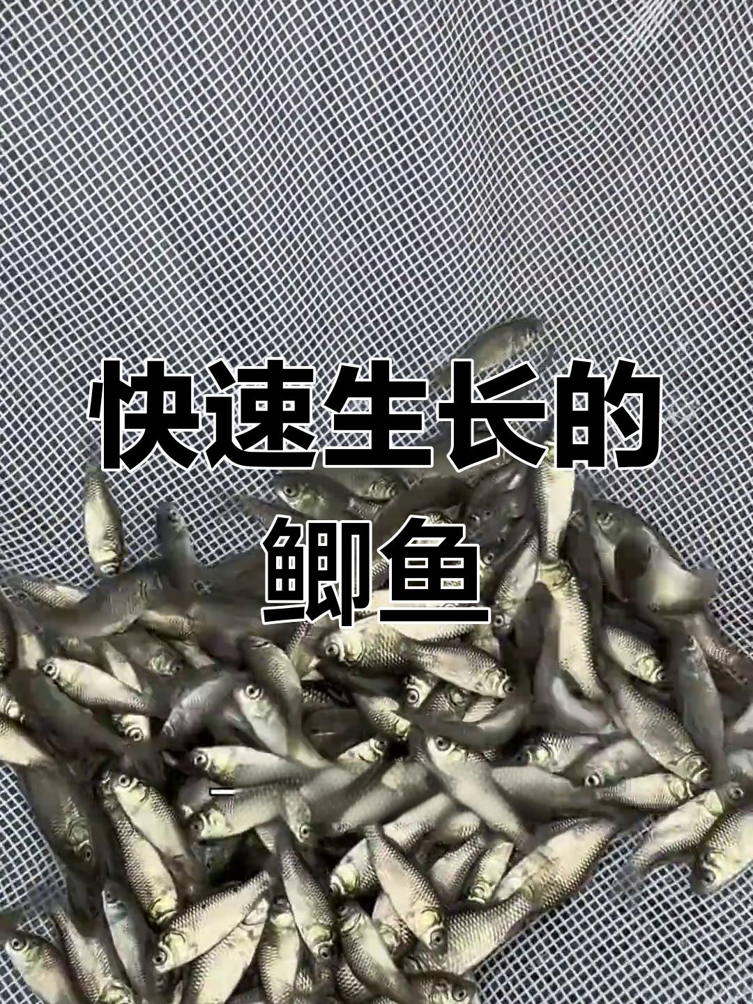 中科鲫鱼生长迅速,适应广泛地域,养殖轻松无忧