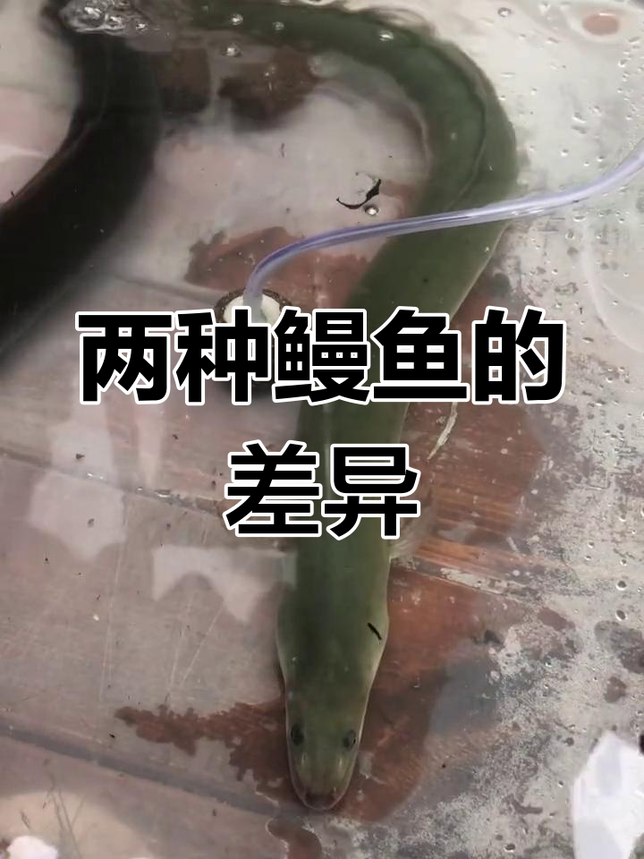 长江与河马鳗鱼的区别