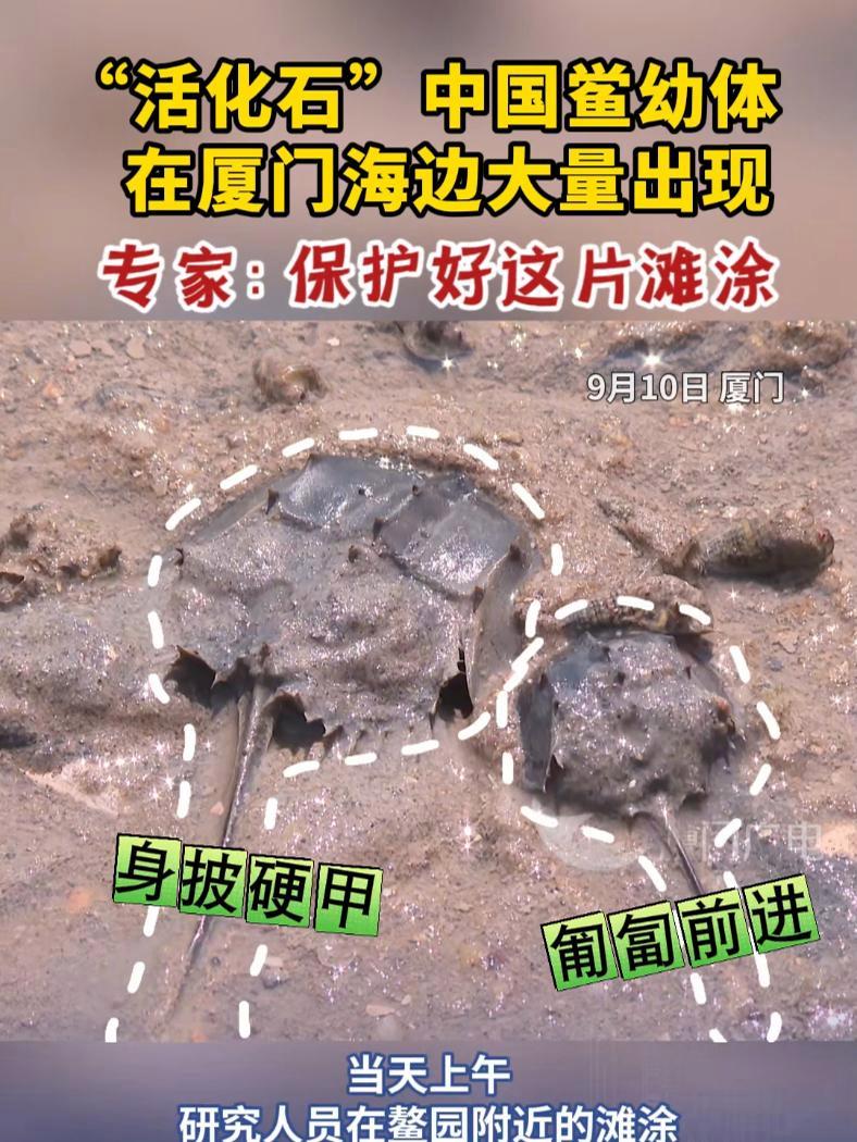 “活化石”中国鲎幼体在厦门海边大量出现~专家:保护好这片滩涂!(记者/张哲仡、王瀚洋 实习