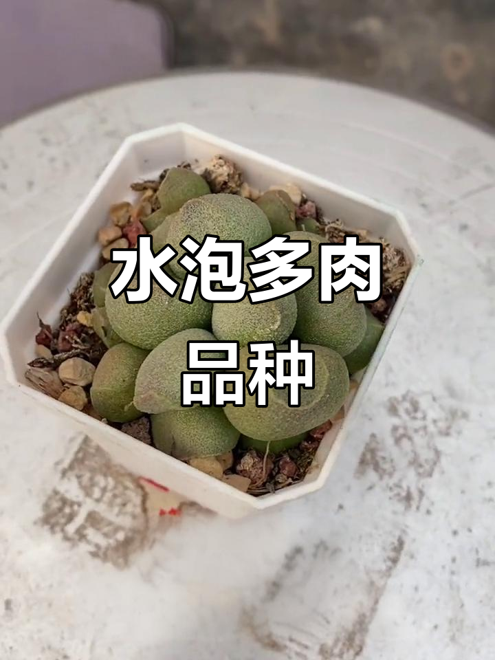 哈密瓜水泡多肉,萌态十足超可爱