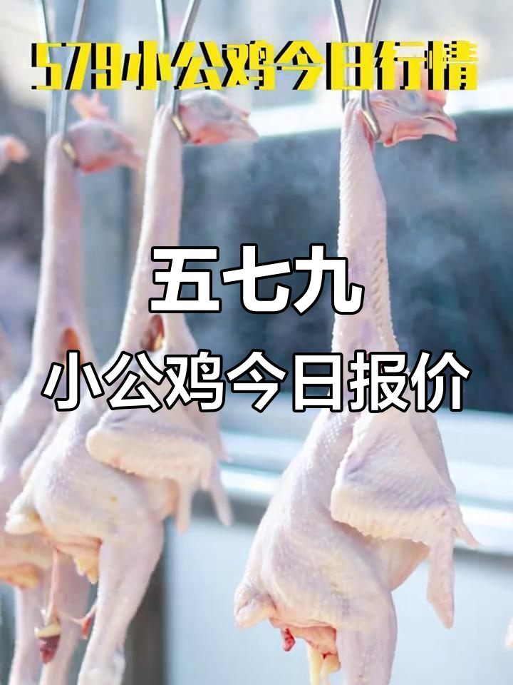 2025年11月22日临沂五七九小公鸡及白条鸡价格解析