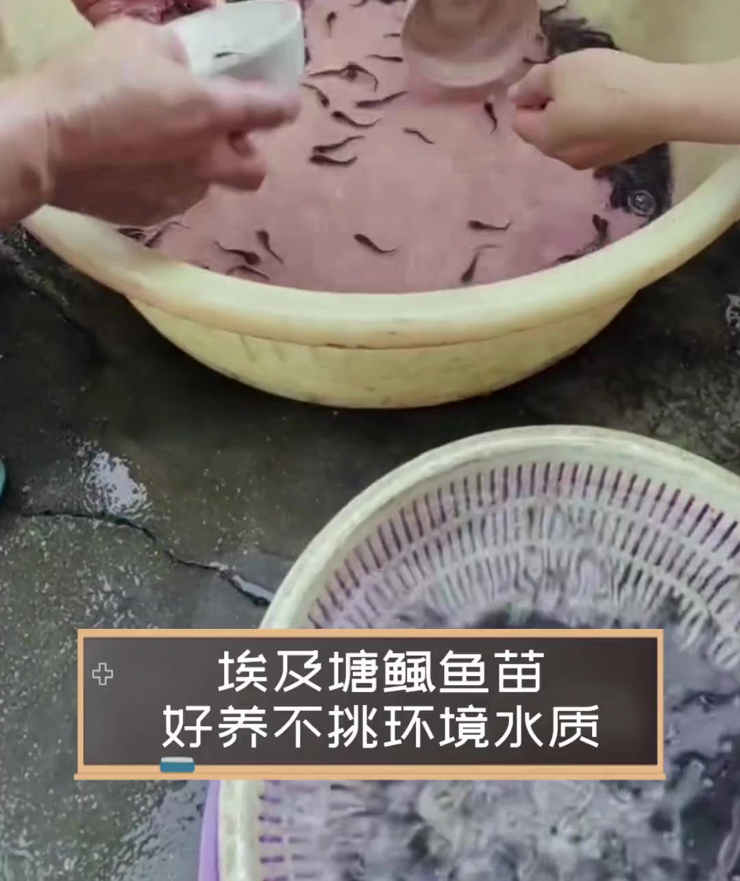 埃及塘鲺鱼苗,好养不挑环境水质