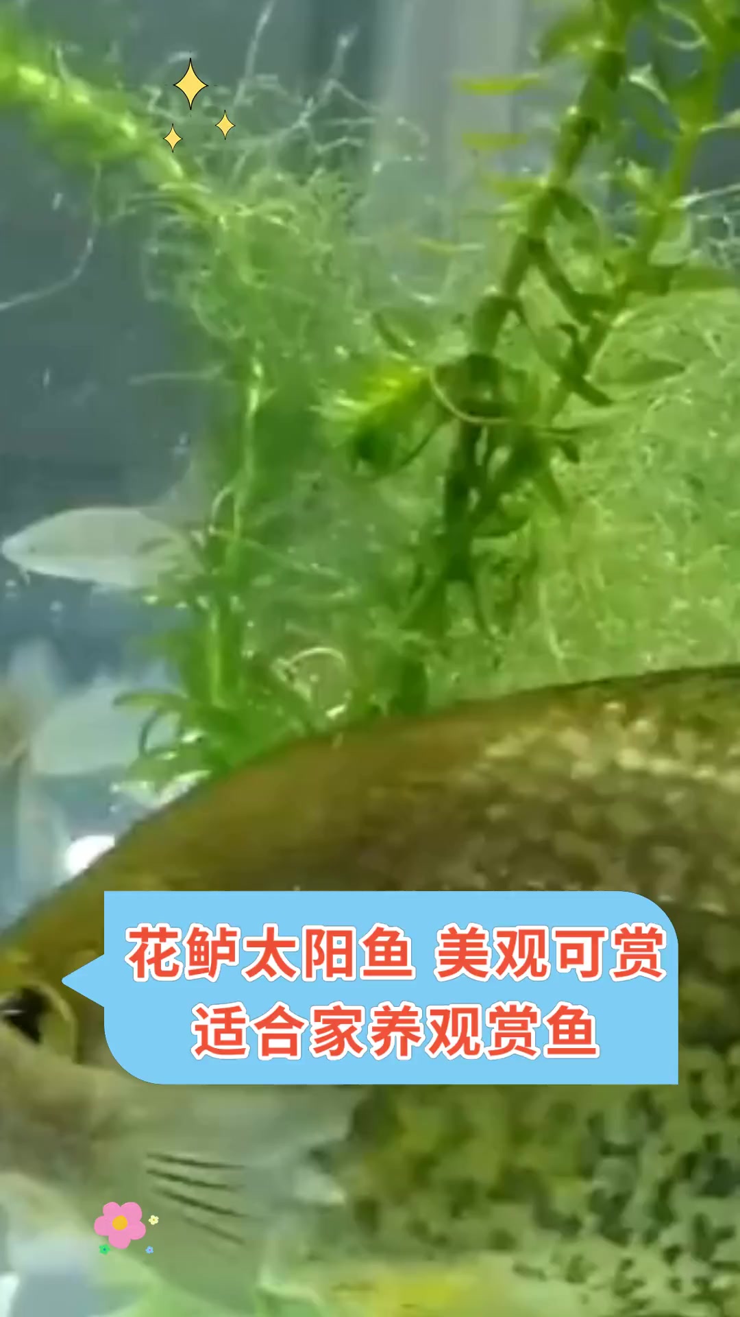 花鲈太阳鱼 美观可赏 适合家养观赏鱼