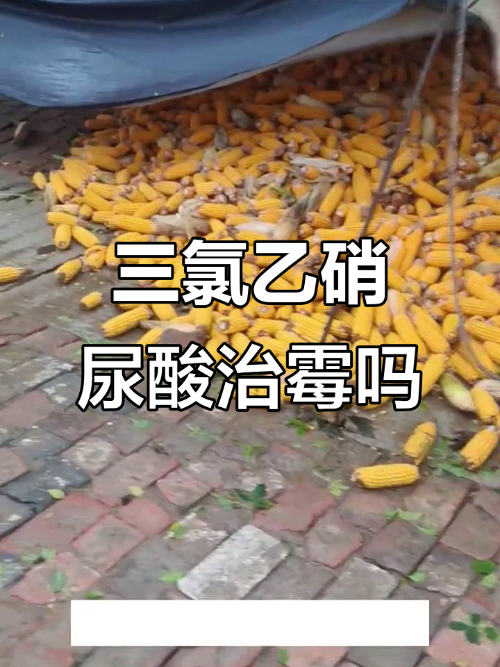 玉米防霉变药真能见效?三氯乙硝尿酸效果揭秘