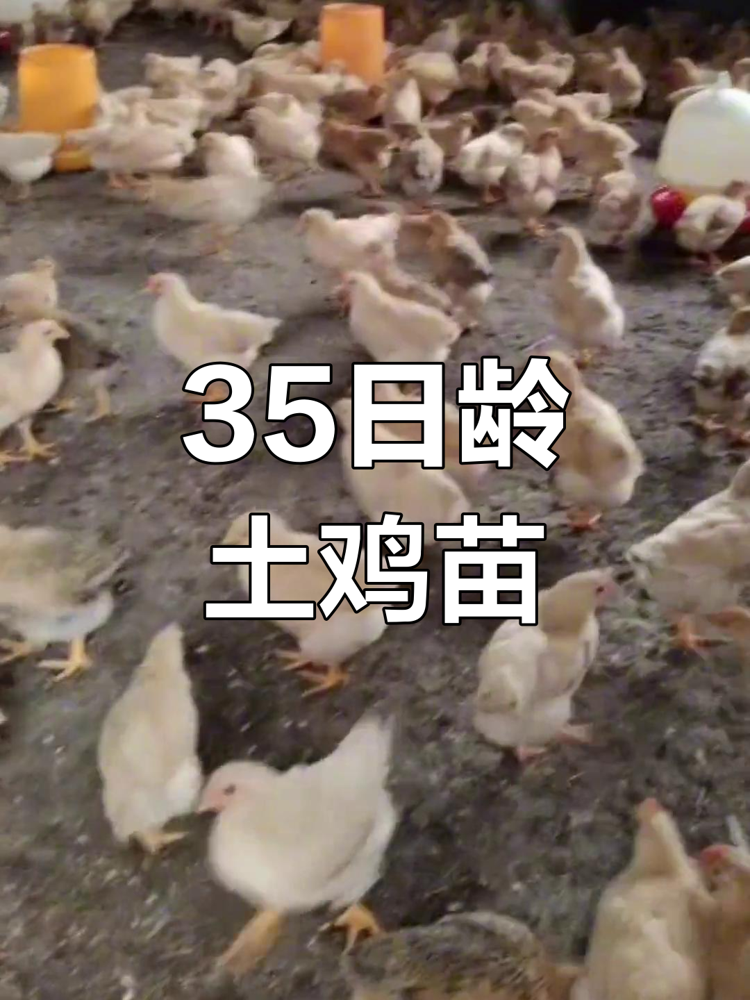 崇义土鸡苗35天,体重轻但健康活泼