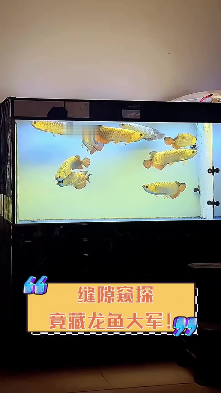 缝隙窥探,竟藏龙鱼大军!