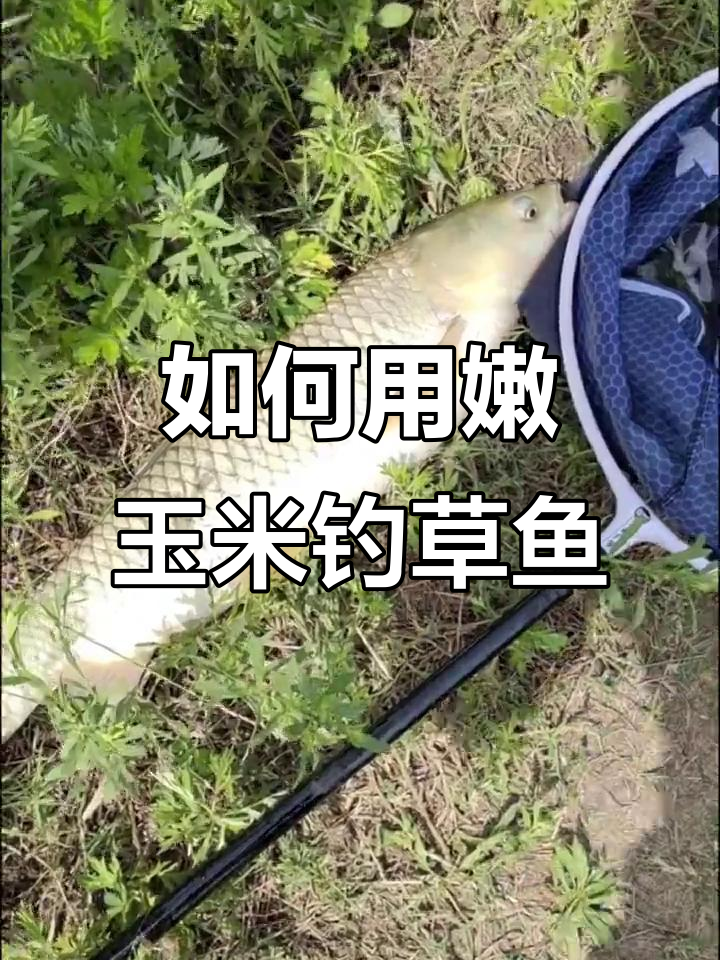 嫩玉米浮钓草鱼技巧，轻松掌握钓鱼方法