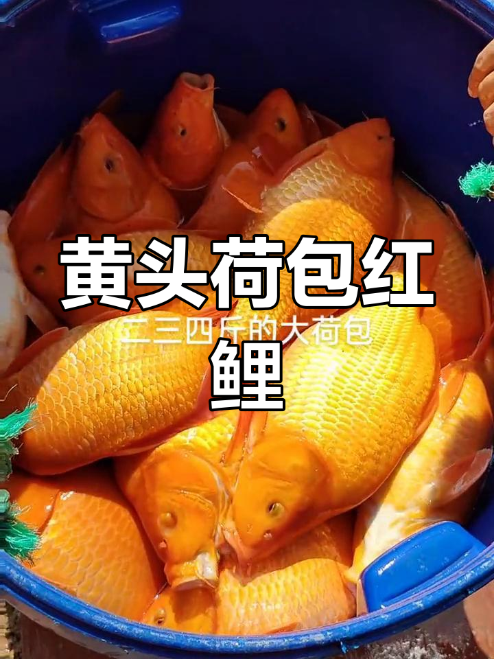 婺源荷包红鲤鱼,年年有余的古法养鱼
