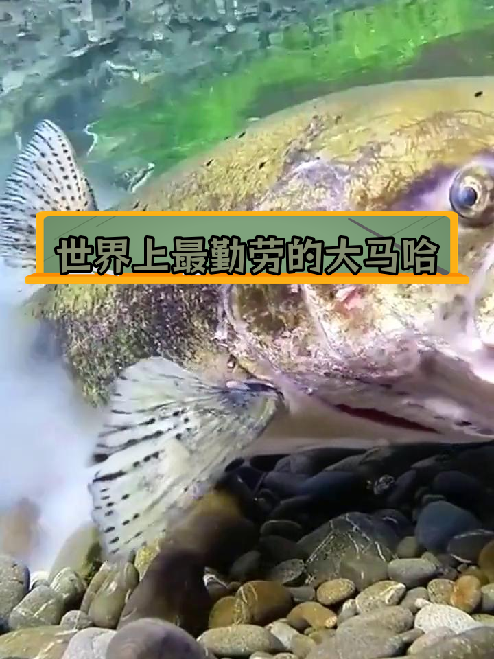大马哈鱼:每年洄游数千公里的奇迹