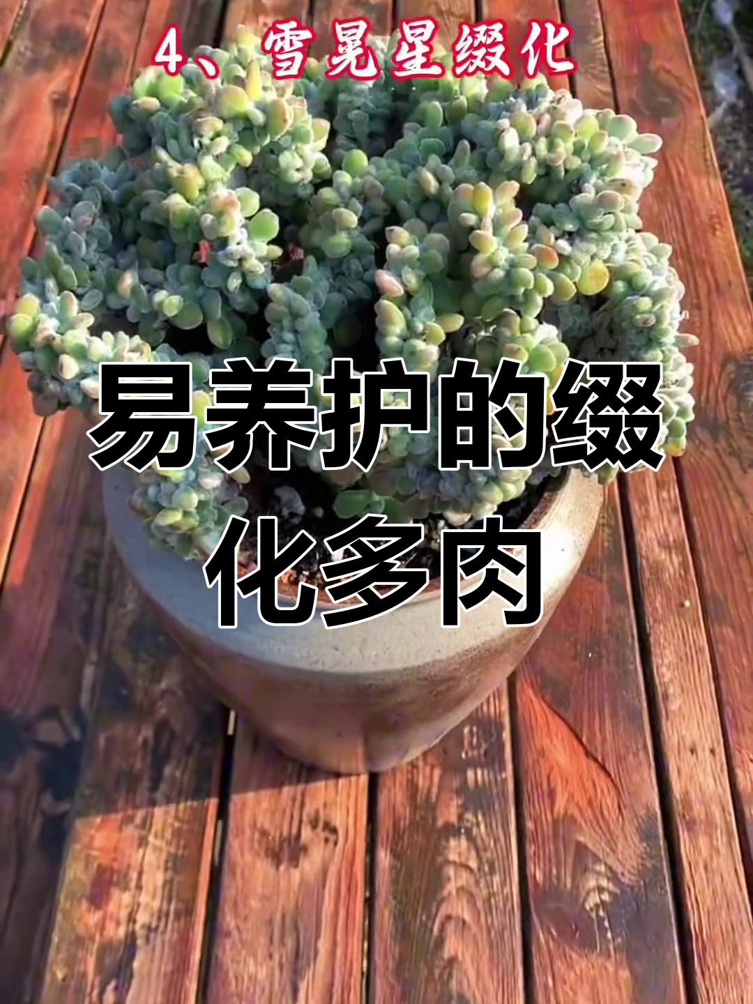 适合新手的缀化多肉,既易养又美观,快来挑一款你喜欢的!