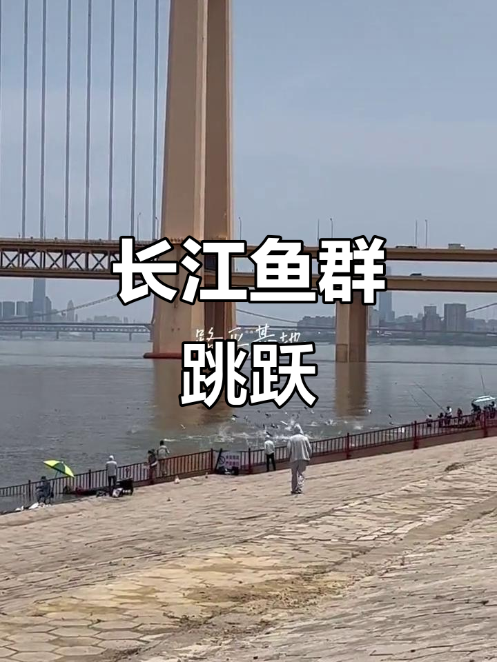 武汉长江鱼群跃出水面,捕捞野生鱼的壮观景象
