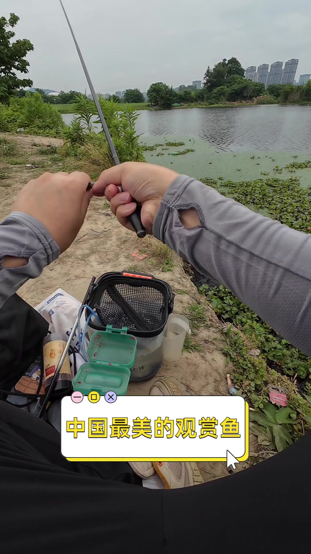 中国最美的观赏鱼