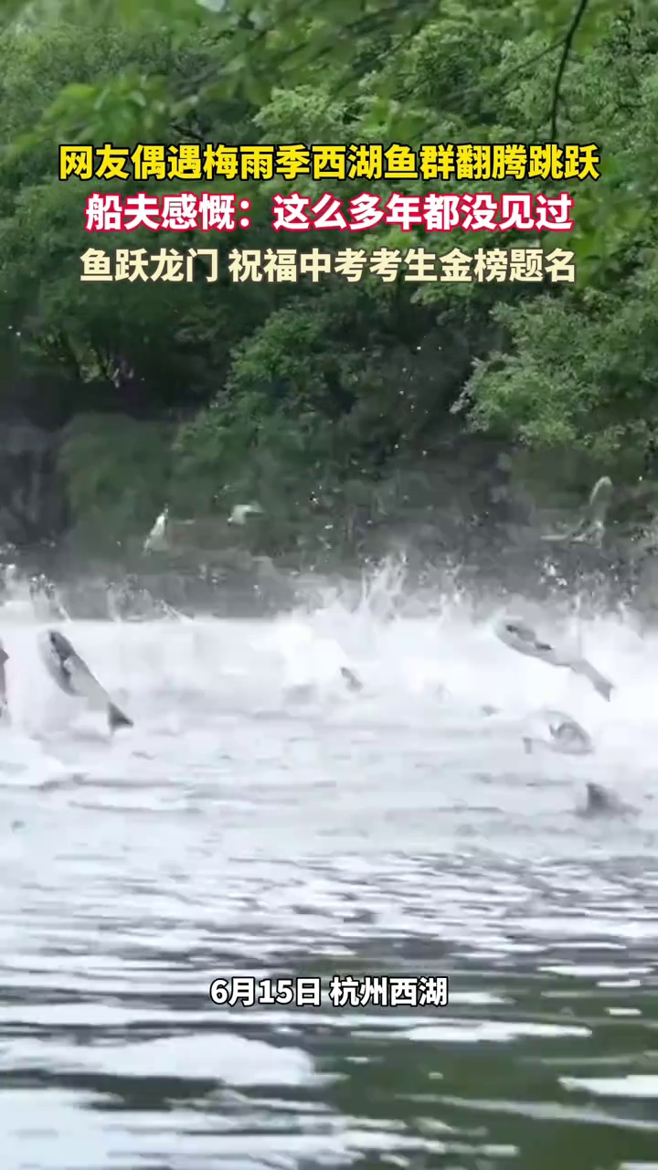 鱼跃龙门!梅雨季西湖鱼群翻腾跳跃,船夫感慨:这么多年都没见过