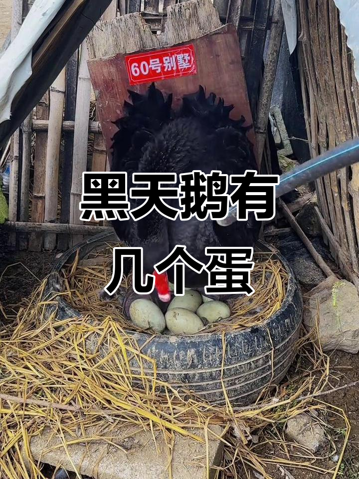 黑天鹅孵蛋大挑战,你能数出几个?