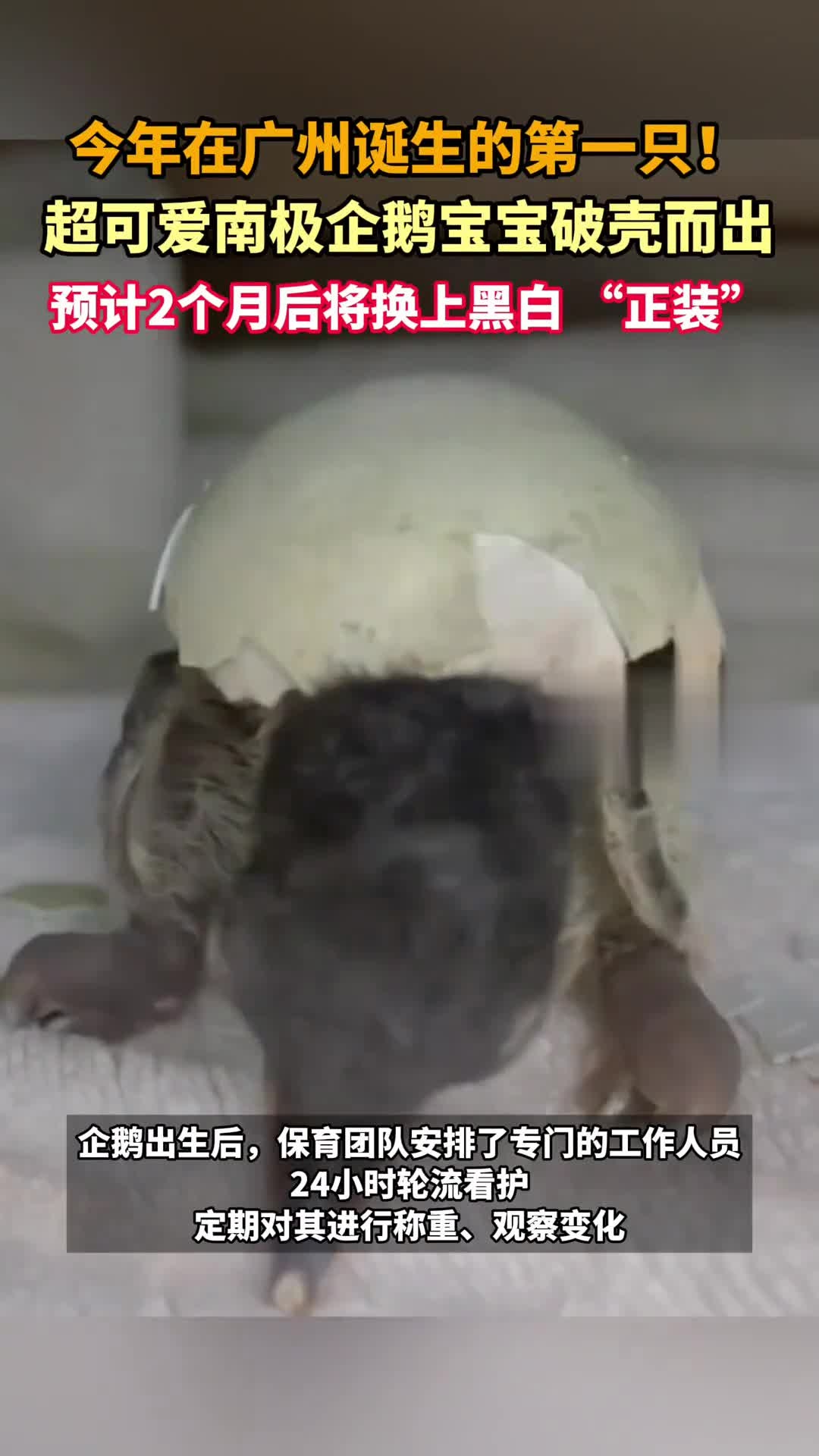 今年在广州诞生的第一只!超可爱南极企鹅宝宝破壳而出