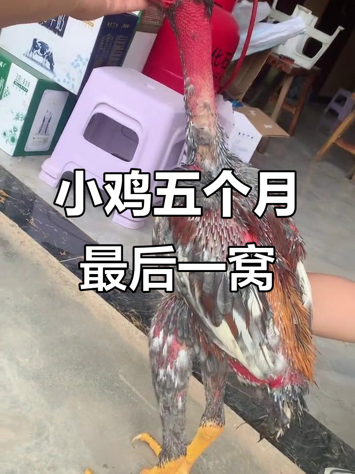 五个月小鸡临死前最后一窝,脚方正可爱