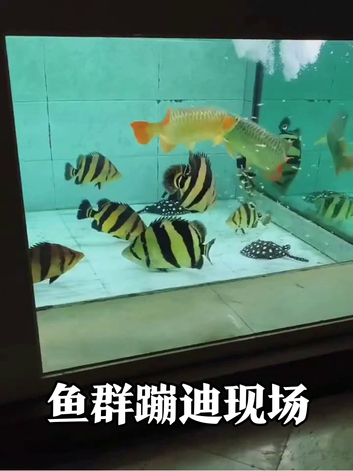 鱼缸版速度与激情：斑马鱼群集体蹦迪现场