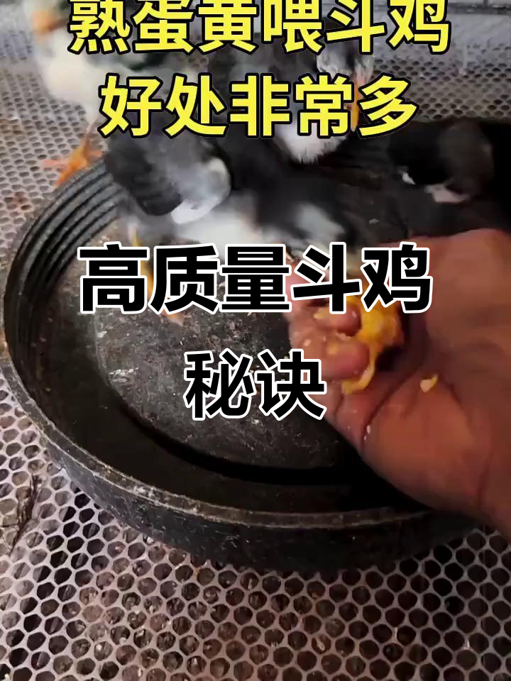 豆鸡营养全解析:蛋黄助力肌肉强健,毛色鲜亮