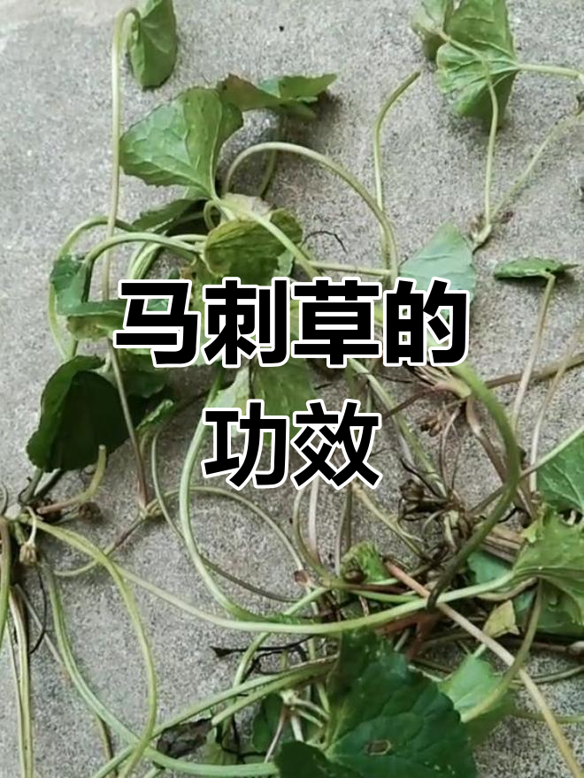马刺草的多种用途与功效