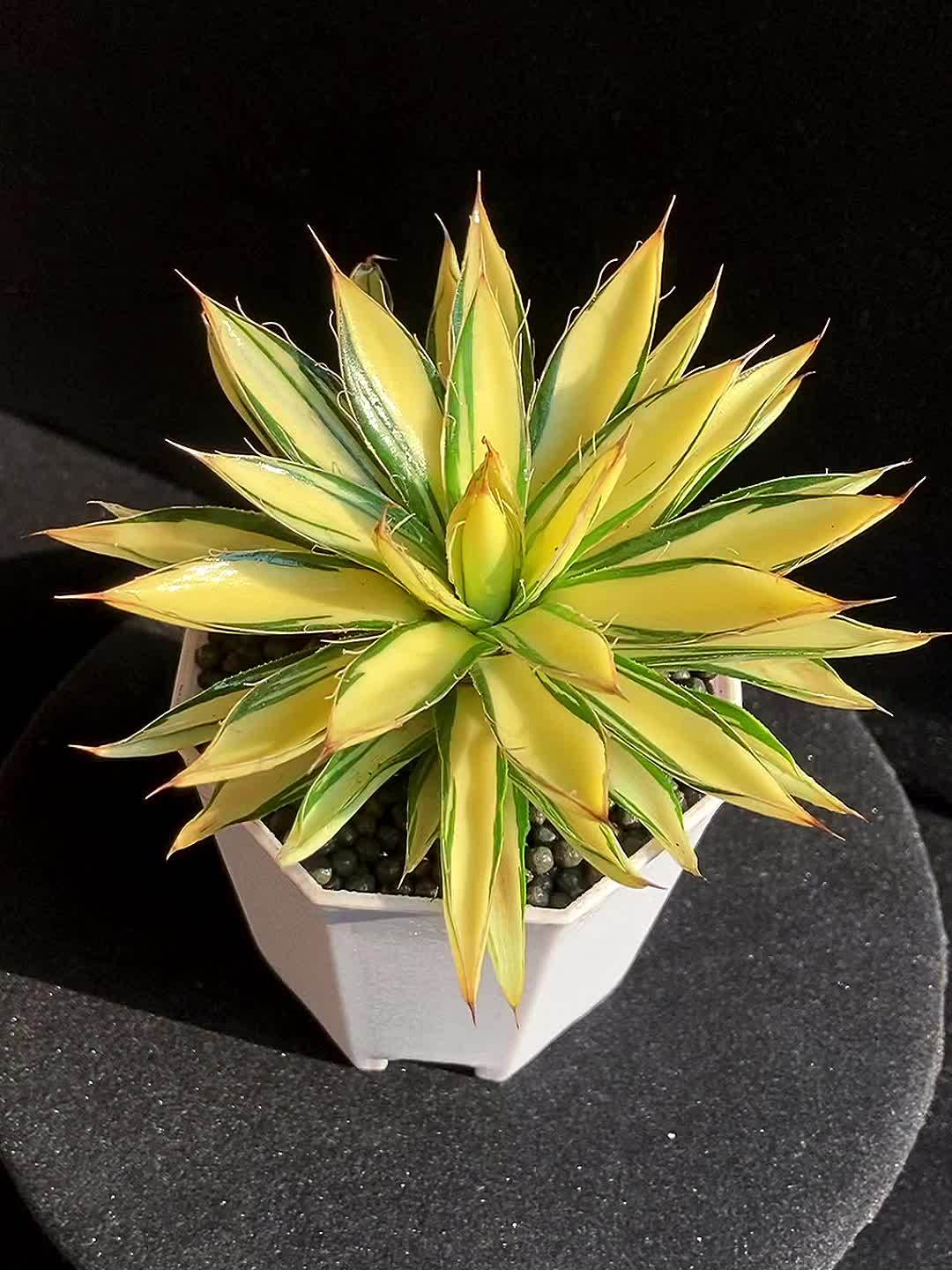 这种多肉,肥美鲜嫩,颜色漂亮,养在小盆里,年轻人都喜欢,它叫王妃黄中斑,属于龙舌兰科属的多