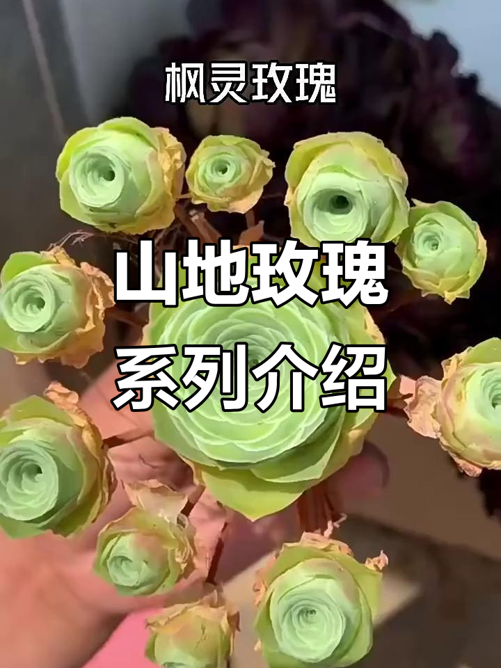十种山地玫瑰大揭秘，多肉酒杯、洛丽塔等全解析