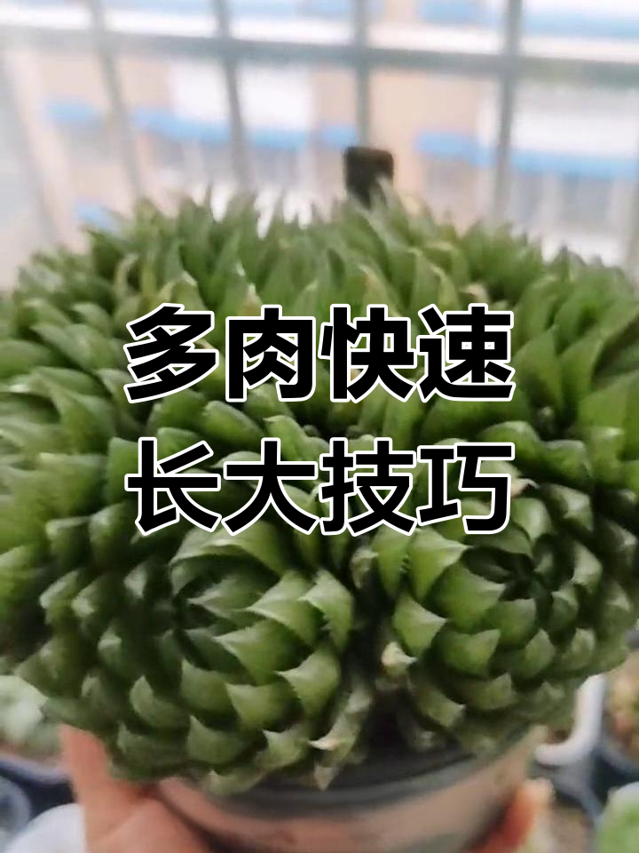 樱水晶捧花多肉养护秘诀