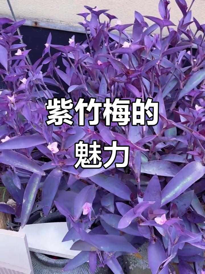 紫竹梅,美丽与坚韧并存,轻松养护,繁衍迅速