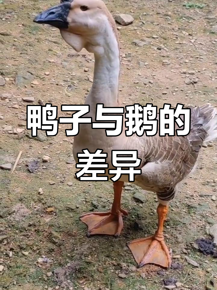 鸭与鹅的区别大揭秘
