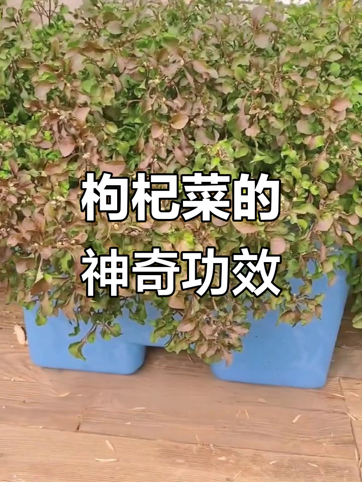 台湾枸杞菜,口感独特,清肝明目,预防咳嗽和眼科疾病