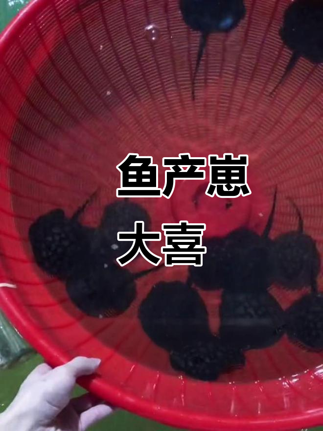 魟鱼一胎13条小鱼,惊喜连连!