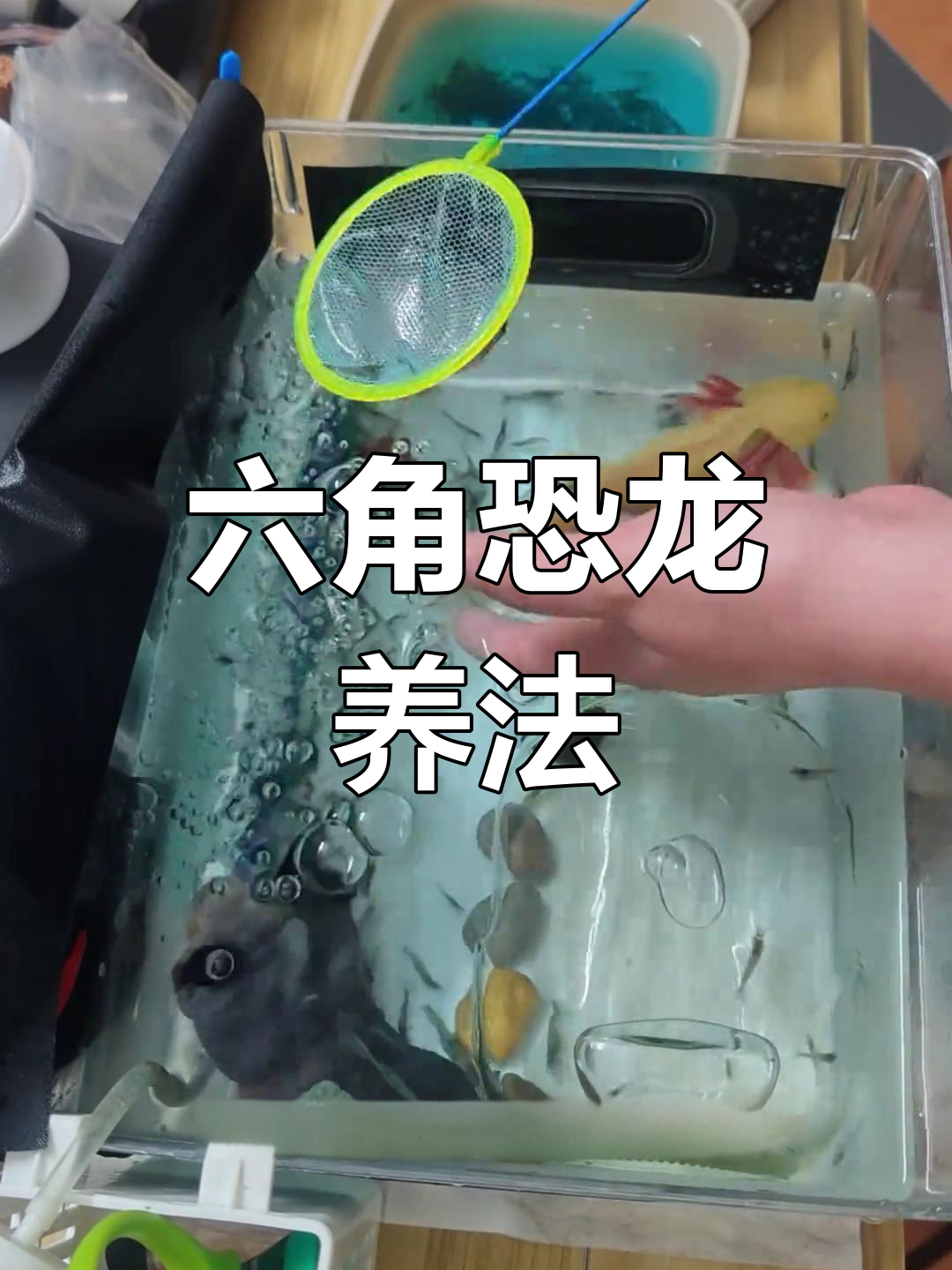 六角恐龙养殖全攻略:从清洗鱼缸到喂食龙虾