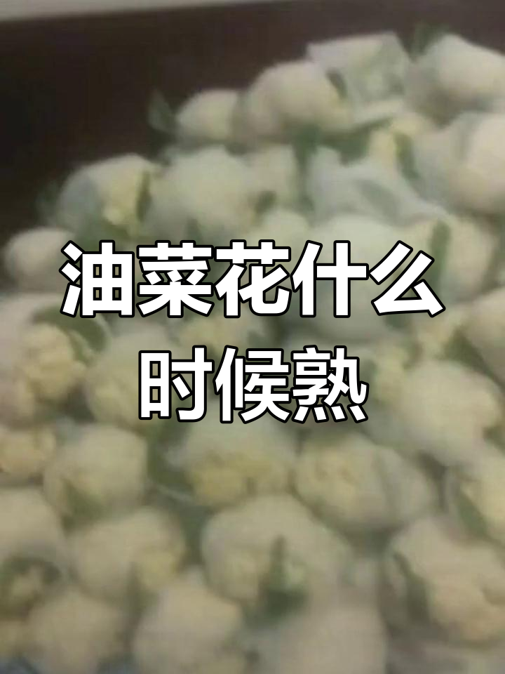 油菜花成熟时间因地区而异