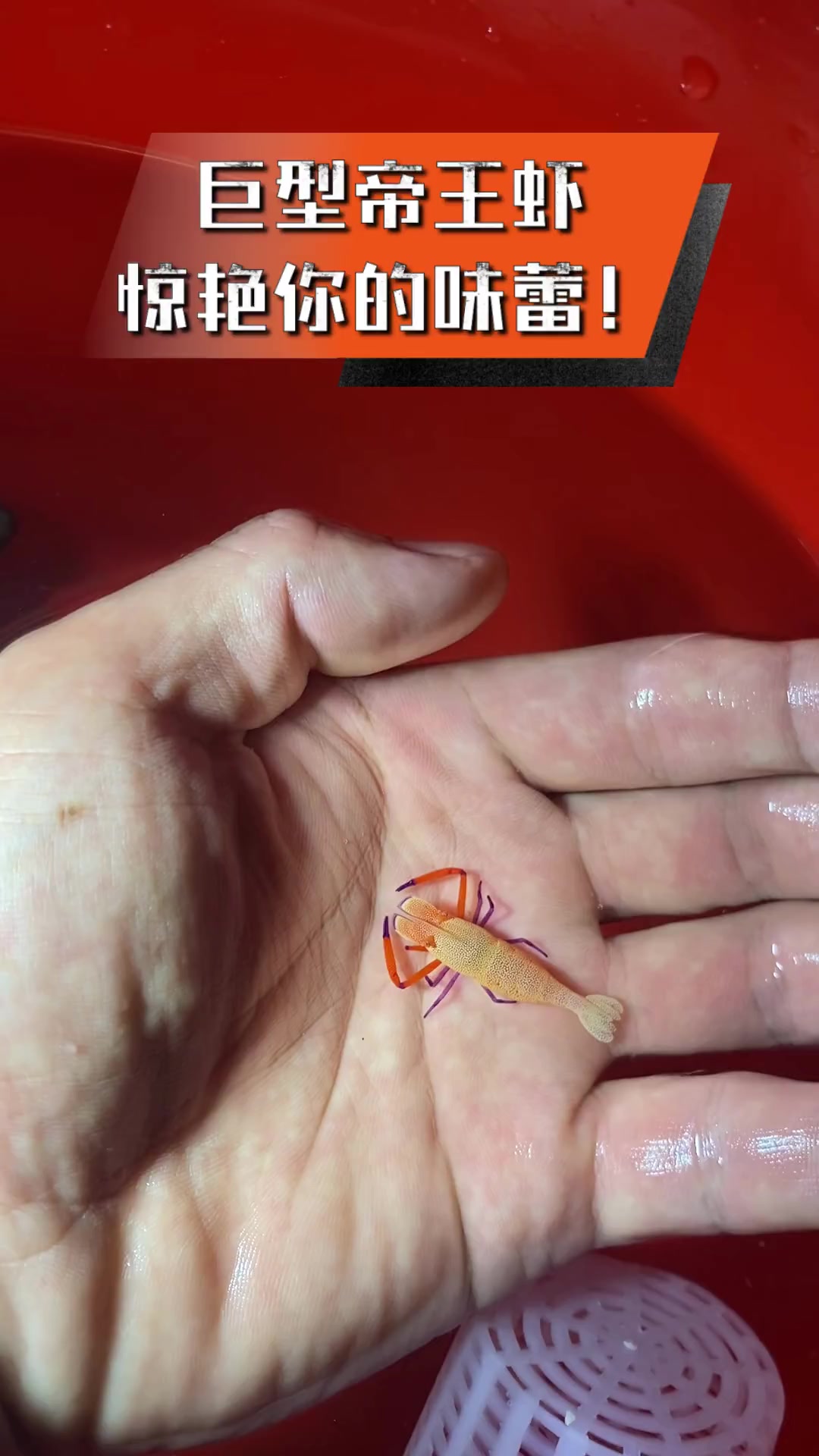 巨型帝王虾,惊艳你的味蕾!