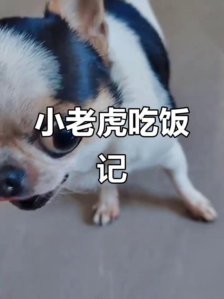 旺财吃白菜,萌宠日常大作战