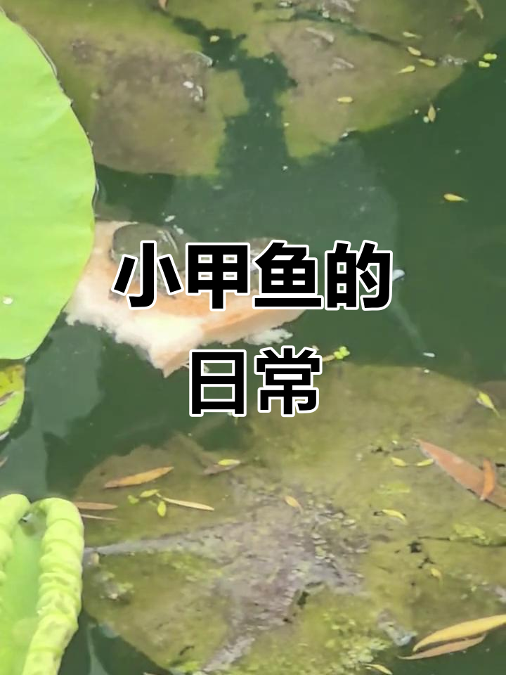 青岛小西湖的小甲鱼,悠闲自在的日常