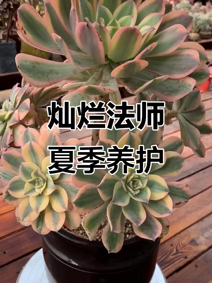 2020年6月21日,灿烂法师夏季休眠养护技巧