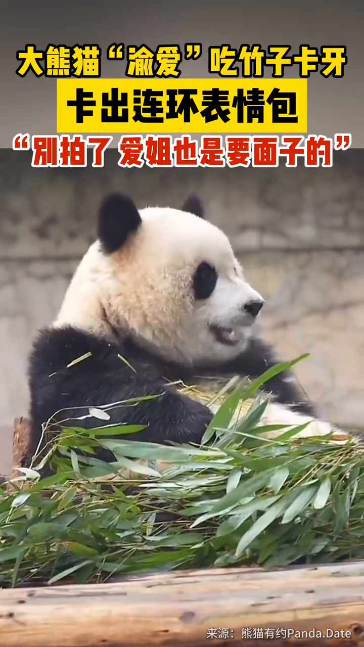 大熊猫“渝爱”吃竹子卡牙，卡出连环表情包
