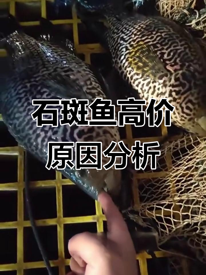 淡水石斑鱼为何价格如此昂贵?养殖成本与市场需求揭秘