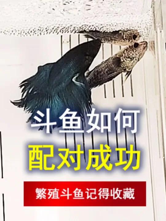 斗鱼如何配对成功,几个小技巧,记得收藏
