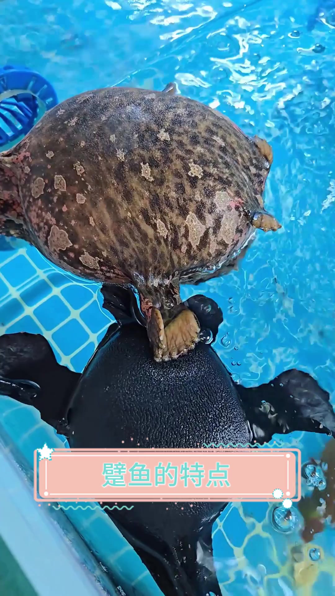 躄鱼的特点