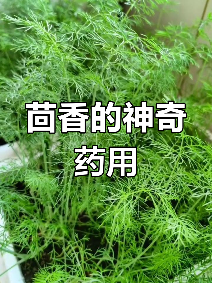 你家乡有茴香吗?这种植物竟然有这么神奇的药用价值
