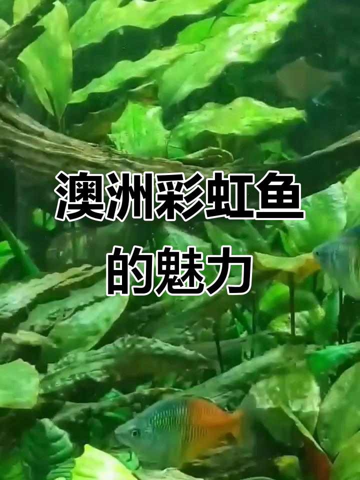 澳洲彩虹鱼:美丽温和的咸淡水鱼类,适合混养