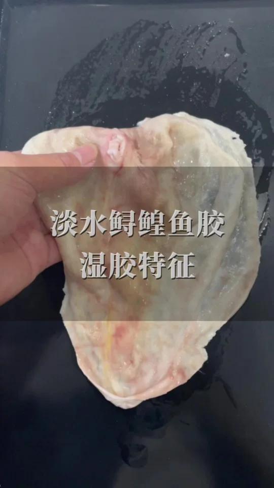 鲟鳇鱼胶湿胶特征