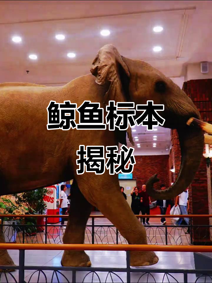 大连博物馆,鲸鱼标本震撼登场!