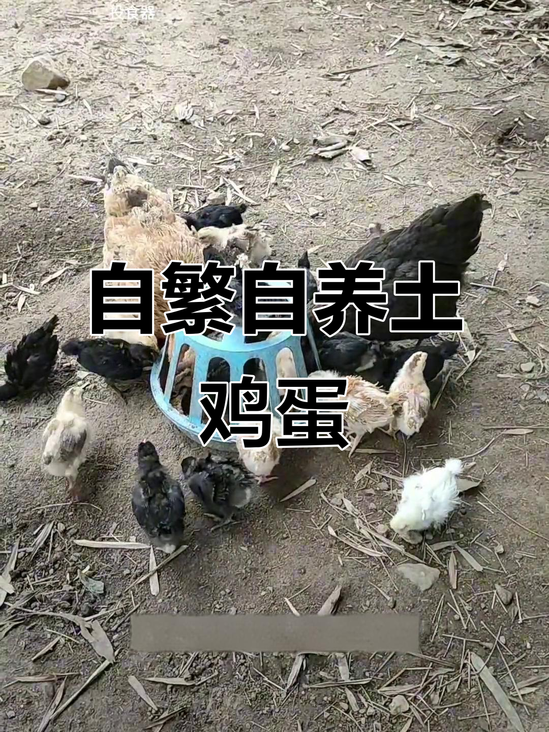 广东温暖天气,适合孵小鸡!黑色斗鸡、五黑鸡等品种一应俱全